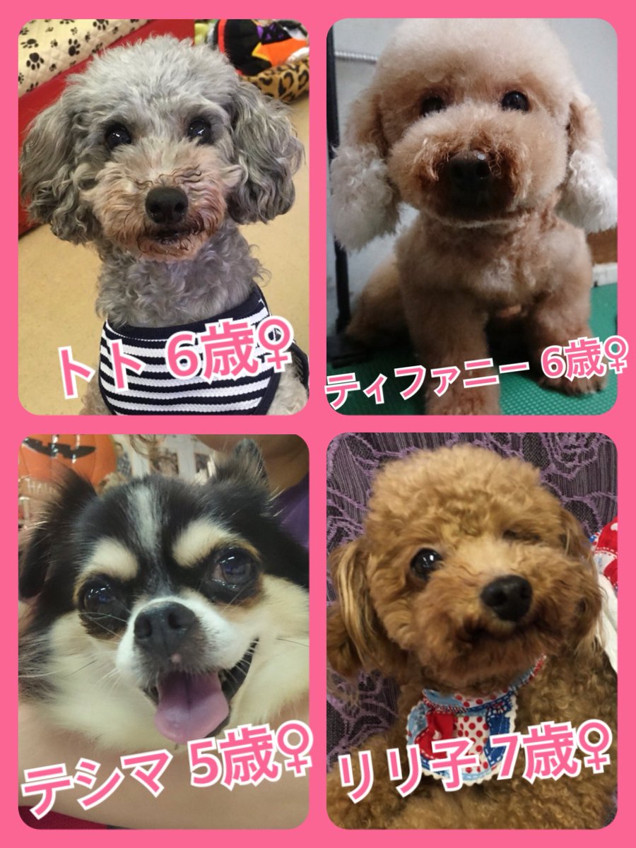 🐾今日の里親様募集中ワンコ🐶メンバーです🐾2018,9,17